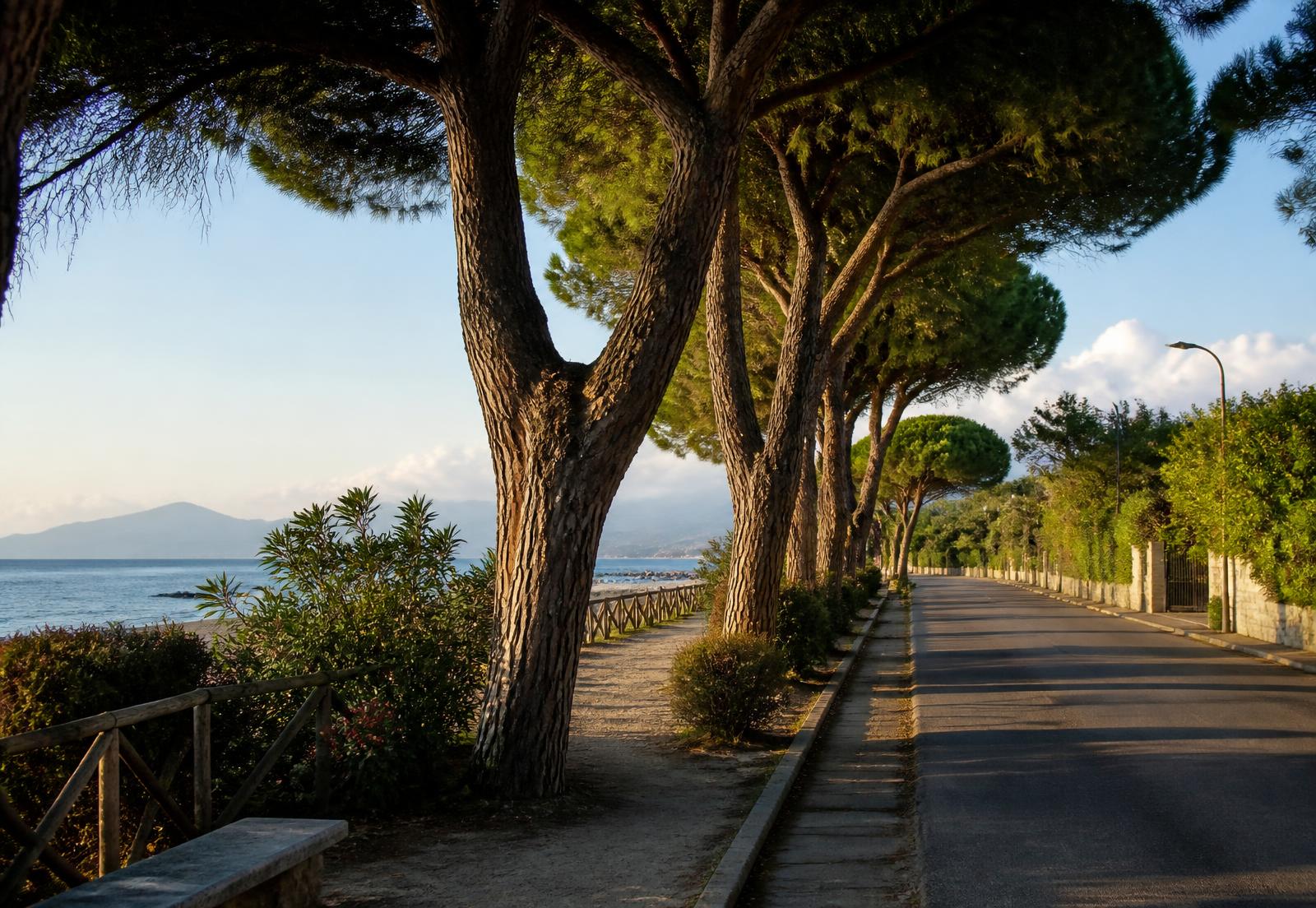 Strada tra i pini marittimi verso il mare a Marina di Massa